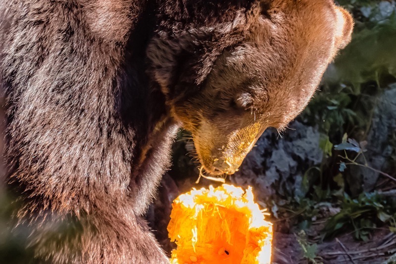 bear enjoys Halloween treat at Grandfather Mountain